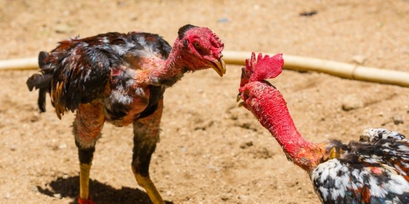 Các kiểu đòn đá chết gà được áp dụng phổ biến hiện nay