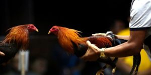 Tìm hiểu khái niệm đòn đá chết gà trong thi đấu