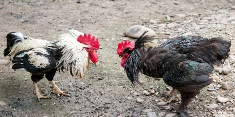 Cách huấn luyện gà ra đòn đá chết gà chuẩn xác và hiệu quả